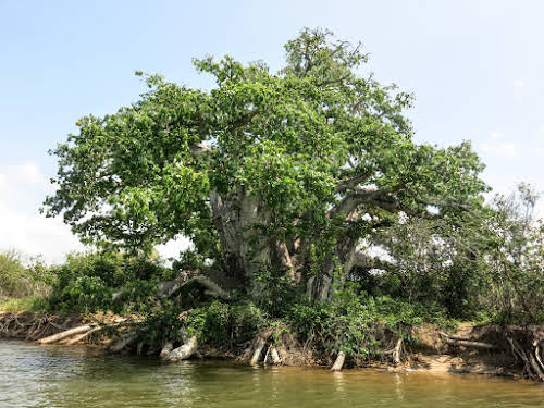 Sri. Lanka Wilpattu National Park . “Ali Gaha,” or the Elephant Tree