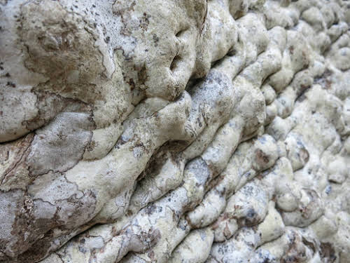 Sri. Lanka Wilpattu National Park . Bark from the “Ali Gaha,” - fitting for an Elephant Tree