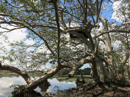Sri. Lanka Wilpattu National Park . Bruno on the viewing platform