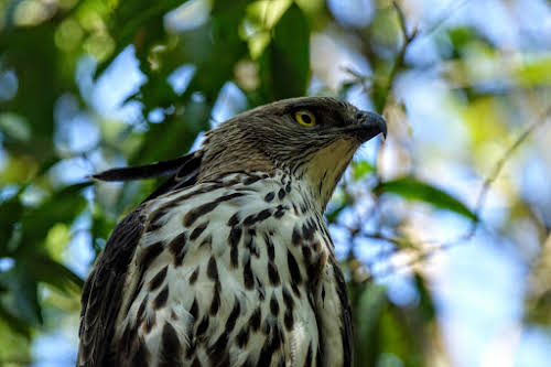 Sri. Lanka Wilpattu National Park . Crested Hawk Eagle