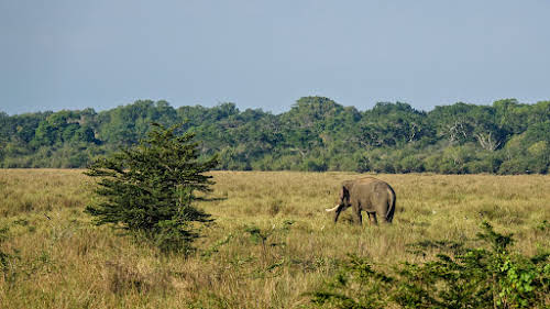 Sri. Lanka Wilpattu National Park . Elephant with long tusks