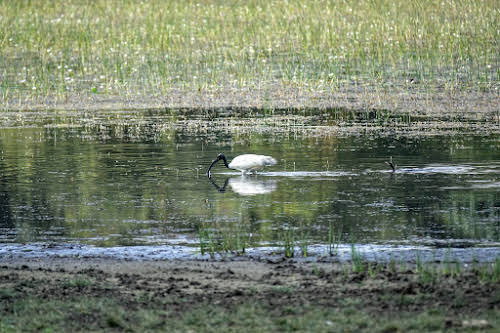 Sri. Lanka Wilpattu National Park . Ibis