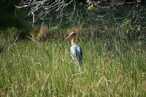 Sri. Lanka Wilpattu National Park . Lesser Adjutants