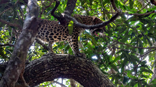 Sri. Lanka Wilpattu National Park . Life is hard, leopard-style