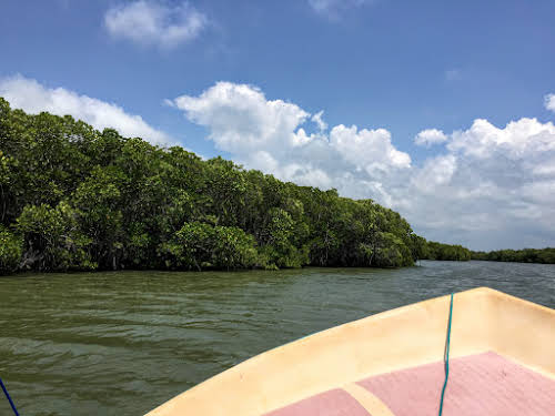 Sri. Lanka Wilpattu National Park . Mangroves along the backwaters