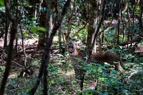 Sri. Lanka Wilpattu National Park . Maybe in the middle?