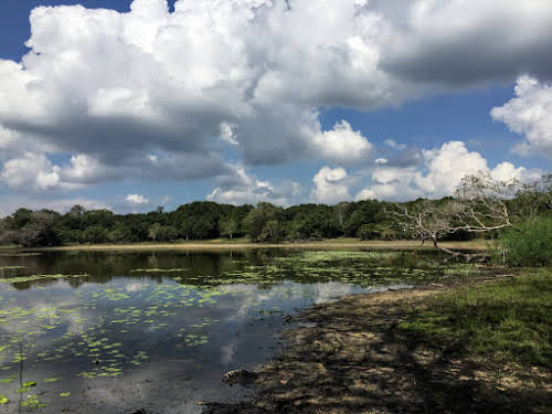 Sri. Lanka Wilpattu National Park . Nelum Wila.