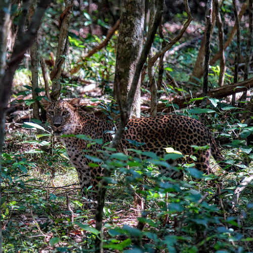 Sri. Lanka Wilpattu National Park . Or maybe in front of me?