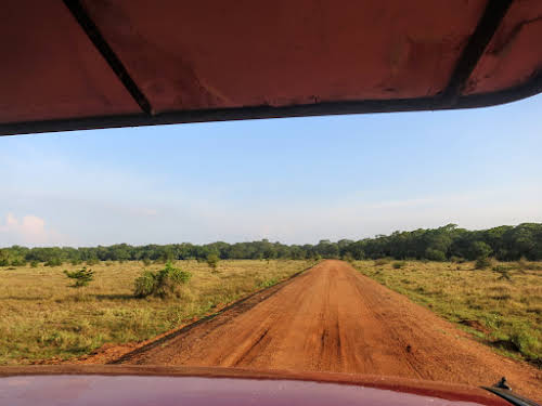 Sri. Lanka Wilpattu National Park . Red dirt road.