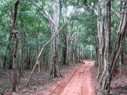 Sri. Lanka Wilpattu National Park . Thick forest and sand track