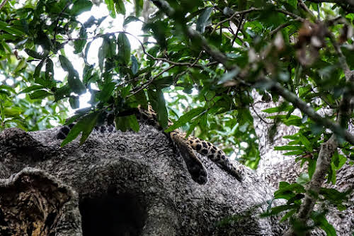Sri. Lanka Wilpattu National Park . Third Sri Lankan Leopard