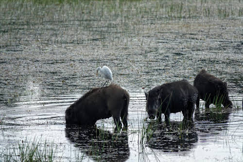 Sri. Lanka Wilpattu National Park . Wild Pigs