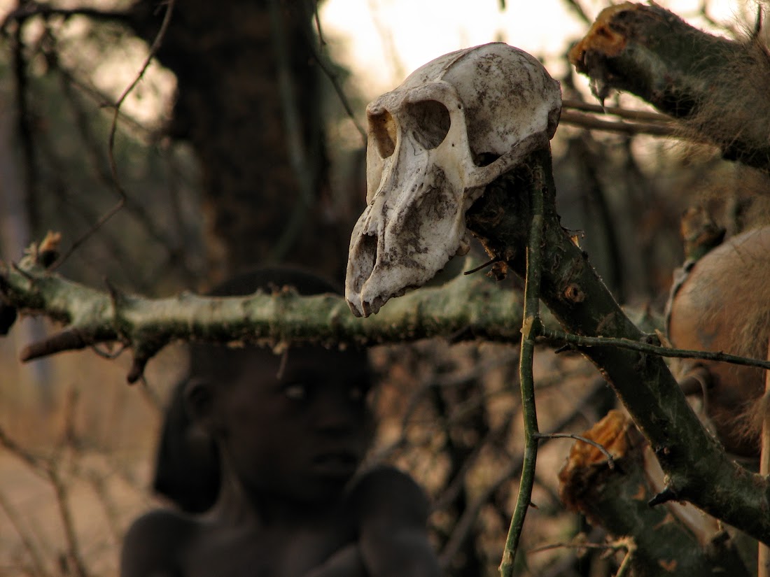 Baboon skull