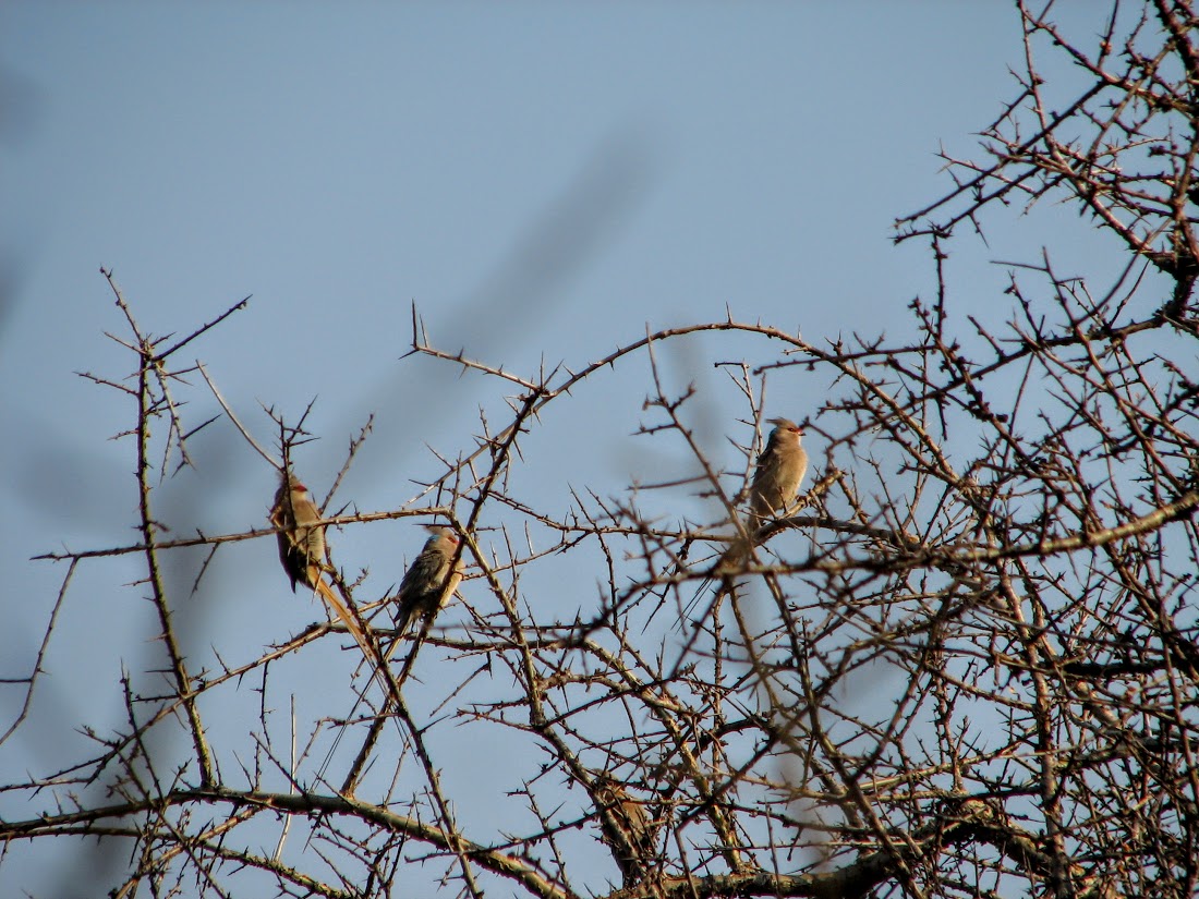 Red-faced mousebirds