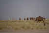 Things to Do in Mauritania Travel Guide // Camel herd in Banc d'Arguin