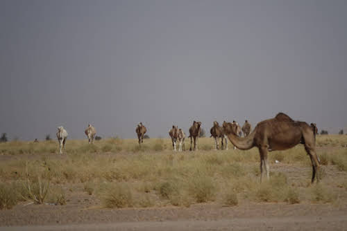 Things to Do in Mauritania Travel Guide // Camel herd in Banc d'Arguin