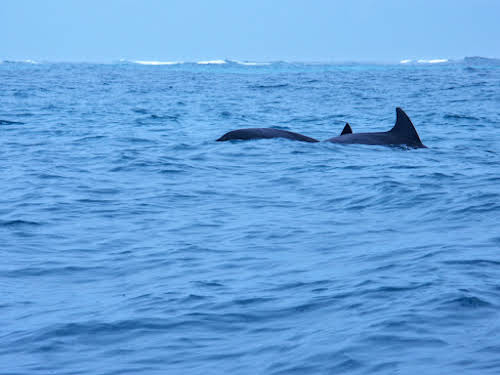 Things to Do in Zanzibar Stone Town and Beyond // Dolphins in Mena Bay