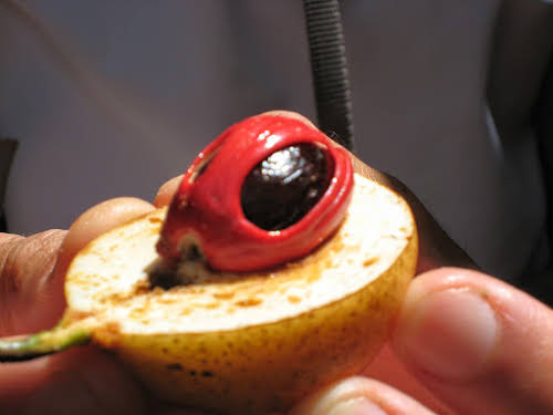 Things to Do in Zanzibar Stone Town and Beyond // Nutmeg Seed during a Spice Tour