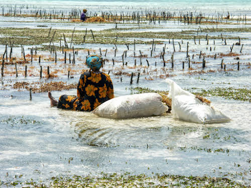 Things to Do in Zanzibar Stone Town and Beyond // Women by the seaweed farms in Jambiani
