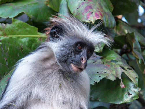 Things to Do in Zanzibar Stone Town and Beyond // Zanzibar red colobus monkey at the Jozani Chwaka Bay National Park