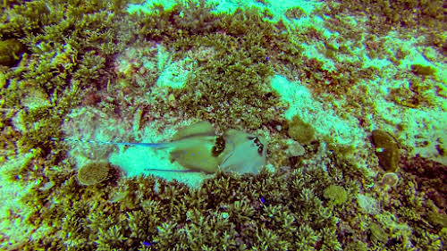 Top. Dive Sites, Kri Island, Raja Ampat, Papua. Bluespotted Ribbontail Rays