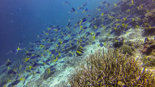Top. Dive Sites, Kri Island, Raja Ampat, Papua. School of Damselfish
