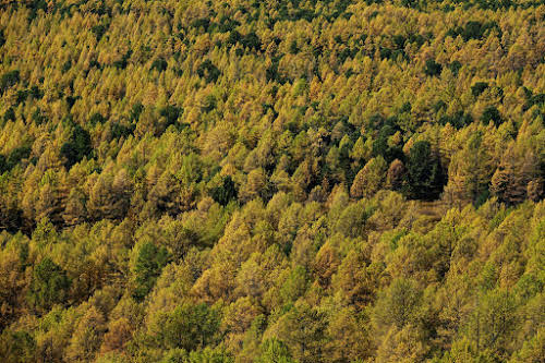 Tuvkhun Monastery: The Stunning Perched Tibetan Buddhist Temple of the Okhron Valley // Thick forest around the Shireet Ulaan Uul mountain