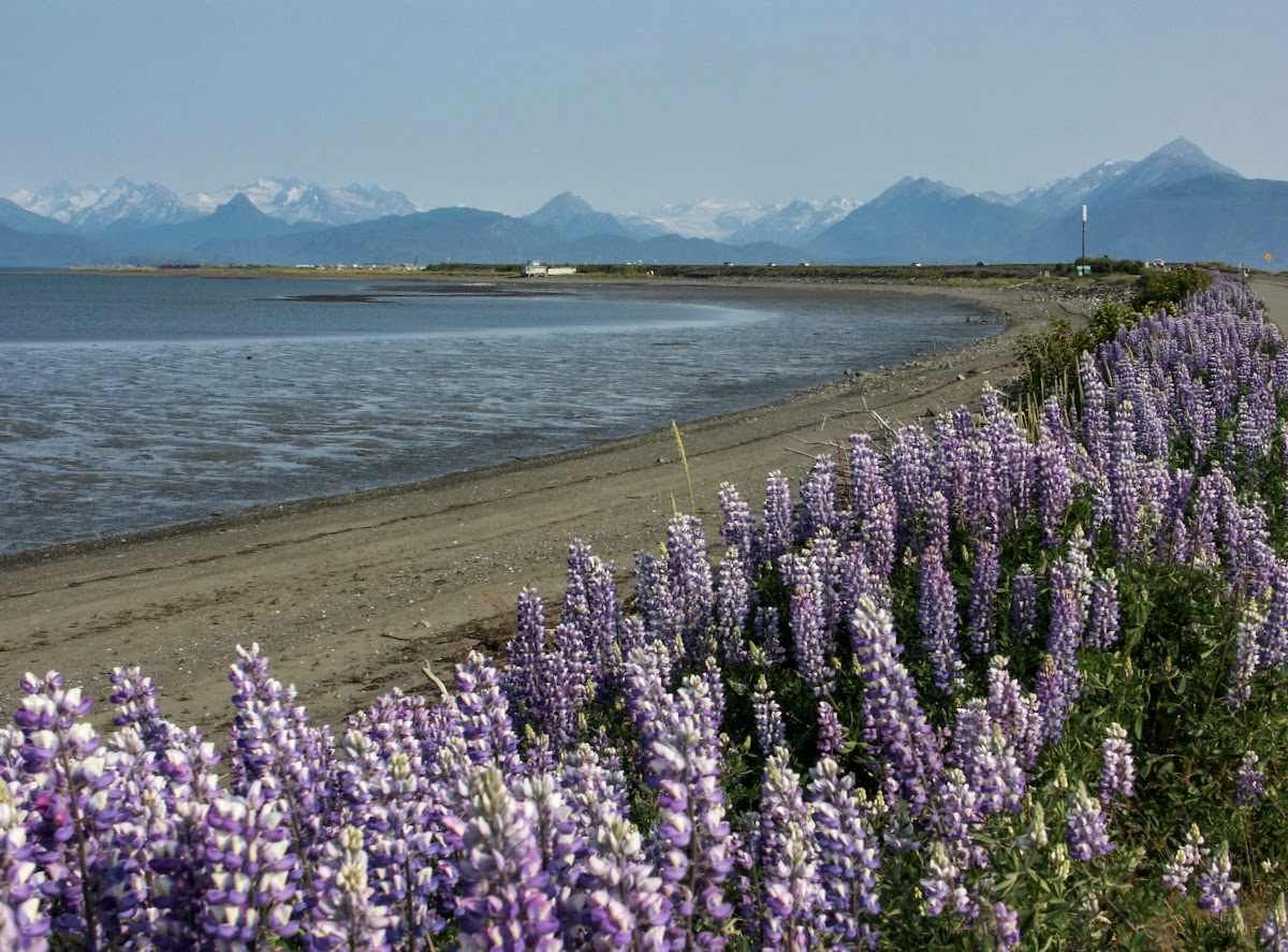 Everything You Need to Know About Homer, Alaska, Weather - The Driftwood Inn