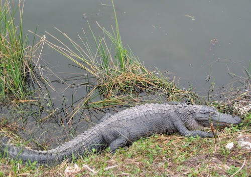 What to Do In the Everglades National Park: Airboats Tours & Top ...